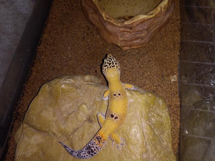 Desperado , an adoptable Gecko in Dearborn, MO_image-4