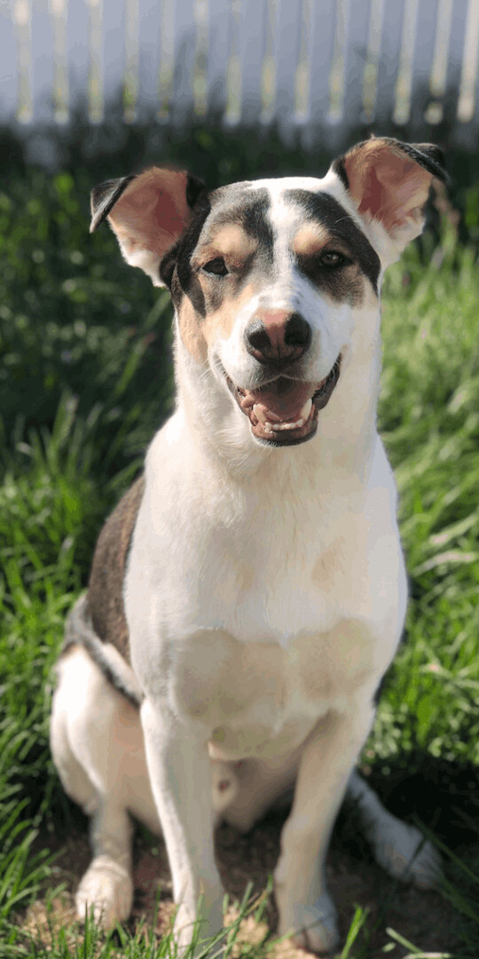 Lewis (courtesy post), an adoptable Husky & Labrador Retriever Mix in Powell, OH_image-1