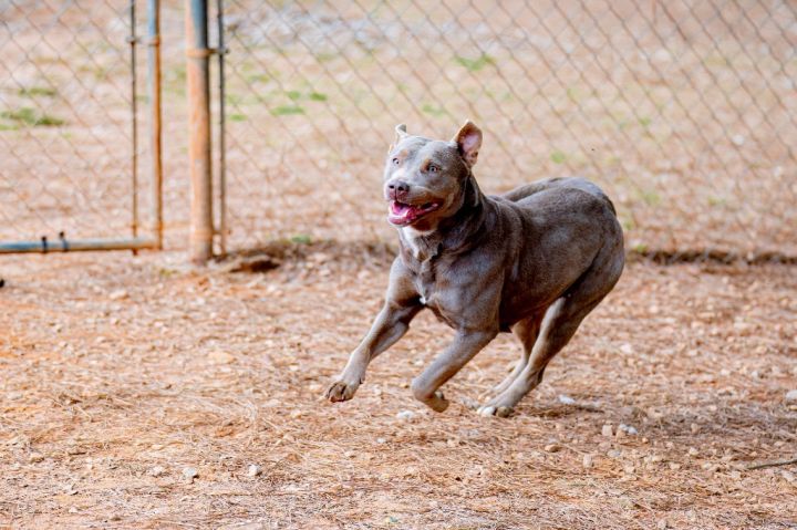 Canella, an adoptable Labrador Retriever & American Staffordshire Terrier Mix in Danielsville, GA_image-2