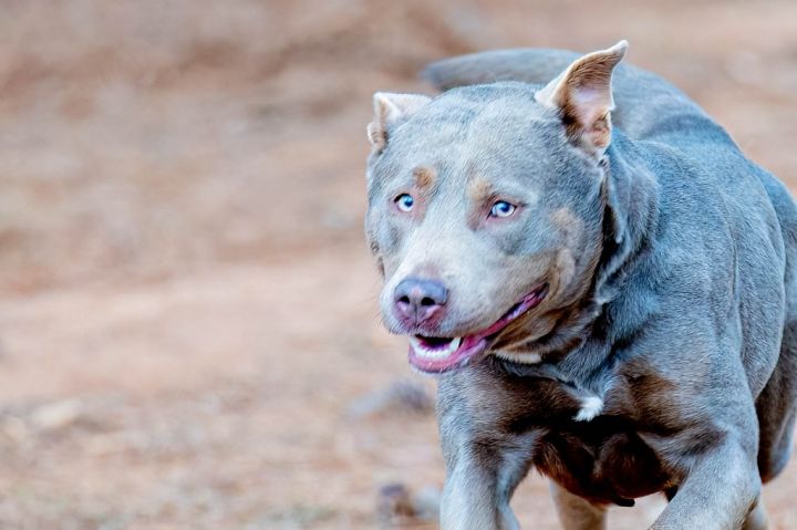 Canella, an adoptable Labrador Retriever & American Staffordshire Terrier Mix in Danielsville, GA_image-4