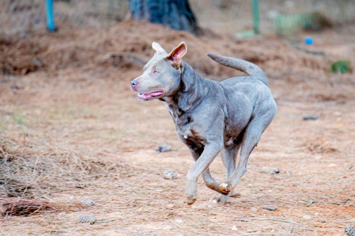 Canella, an adoptable Labrador Retriever & American Staffordshire Terrier Mix in Danielsville, GA_image-5