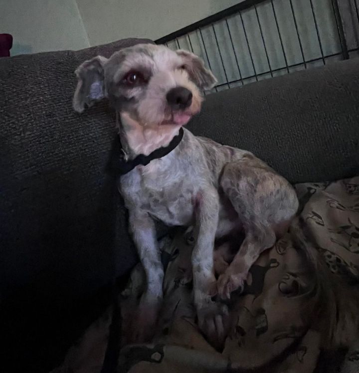 Jonas, an adoptable Miniature Schnauzer & Terrier Mix in Tehachapi, CA_image-3