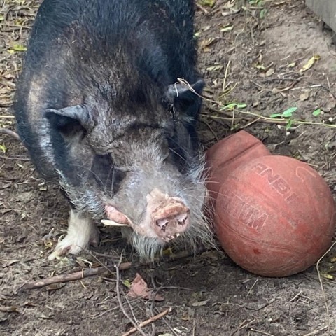 Bosco, an adoptable Pig in Freeport, FL_image-2