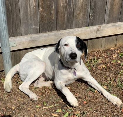 Dottie 3