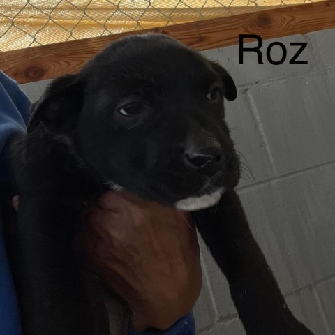 Roz 4_7, an adoptable Dachshund & Chihuahua Mix in Grand Junction, CO_image-2