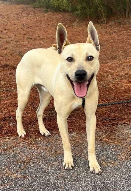 Roger, an adoptable Carolina Dog Mix in Sumter, SC_image-1