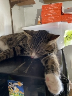 Lazy Dice 3