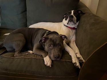 Bullit and Nova