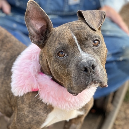 Belle (FOSTERED) -( HW+ $10 Adoption Fee 1