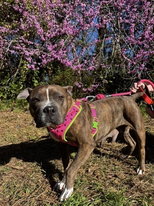 Belle (FOSTERED) -( HW+ $10 Adoption Fee, an adoptable Pit Bull Terrier Mix in Seneca, SC_image-3