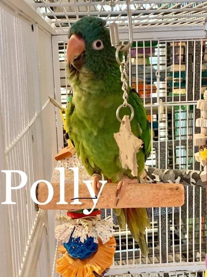 Polly 1