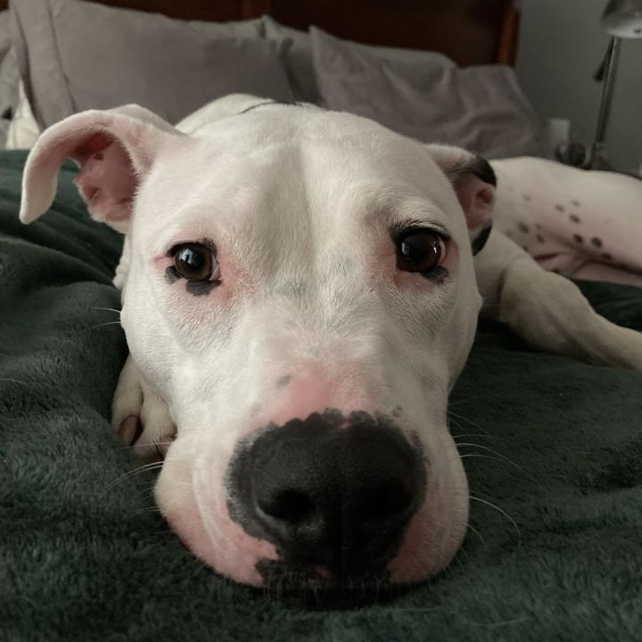 Remi 2
