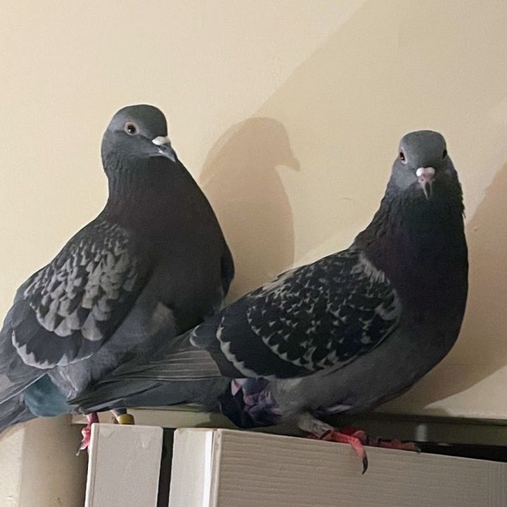 Snoopy & Toast (married couple), an adoptable Pigeon in Chicago, IL_image-1