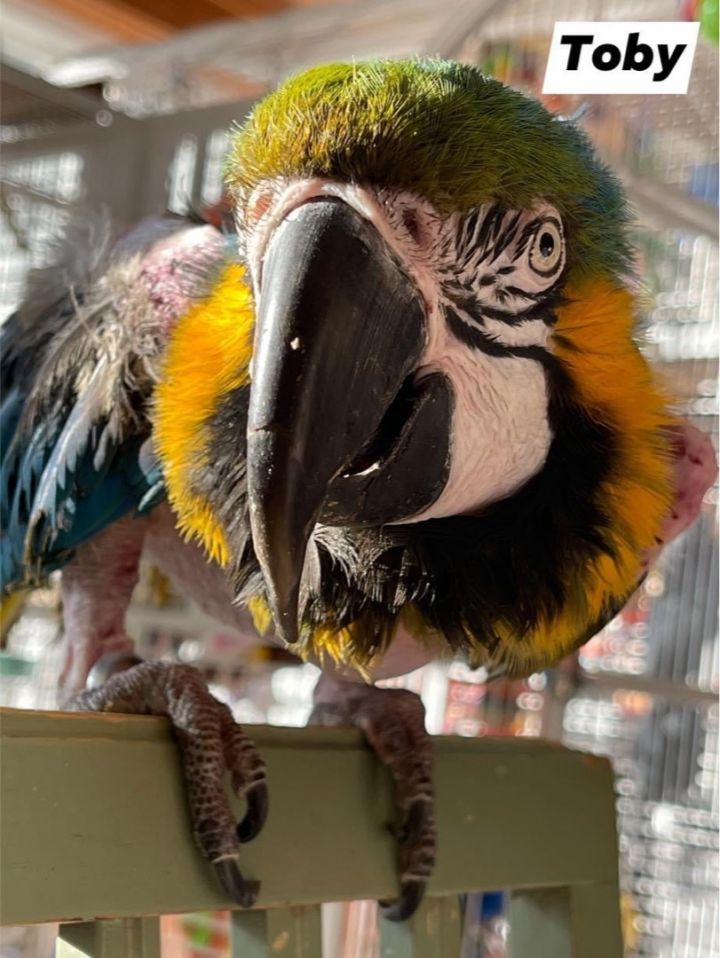 Toby, an adoptable Macaw in Blairstown, NJ_image-1