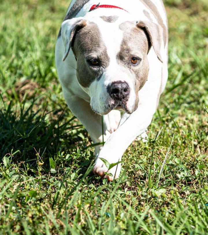 LouLou, an adoptable English Bulldog Mix in Sarasota, FL_image-1