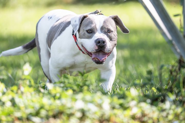 LouLou, an adoptable English Bulldog Mix in Sarasota, FL_image-3