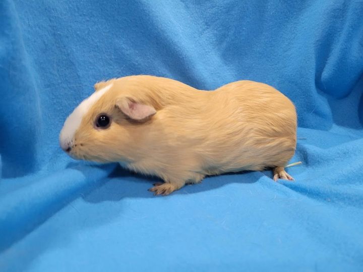 Rory (hold), an adoptable Guinea Pig in Baton Rouge, LA_image-1
