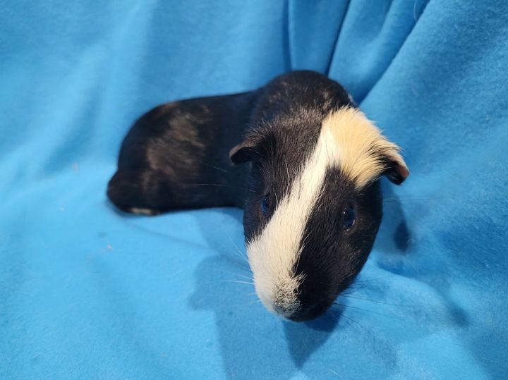 Ralphy & Ruth, an adoptable Guinea Pig in Baton Rouge, LA_image-1