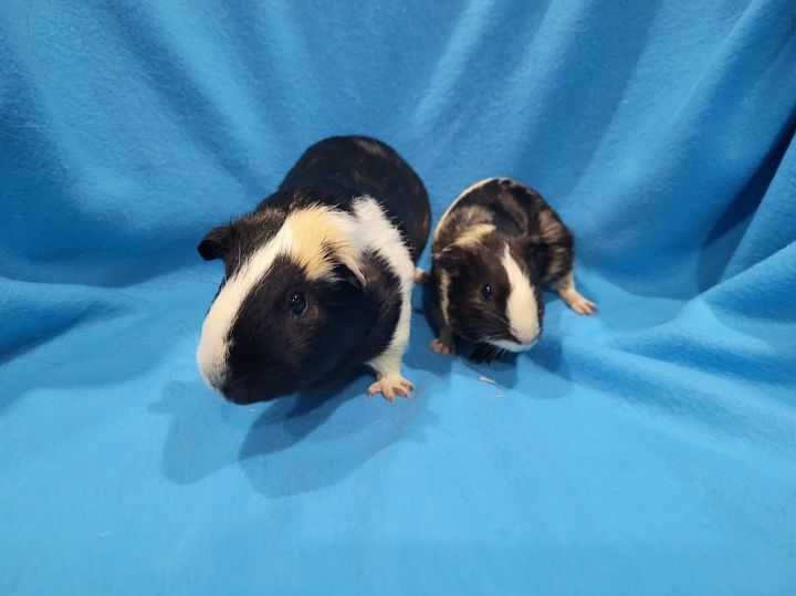 Ralphy & Ruth, an adoptable Guinea Pig in Baton Rouge, LA_image-3