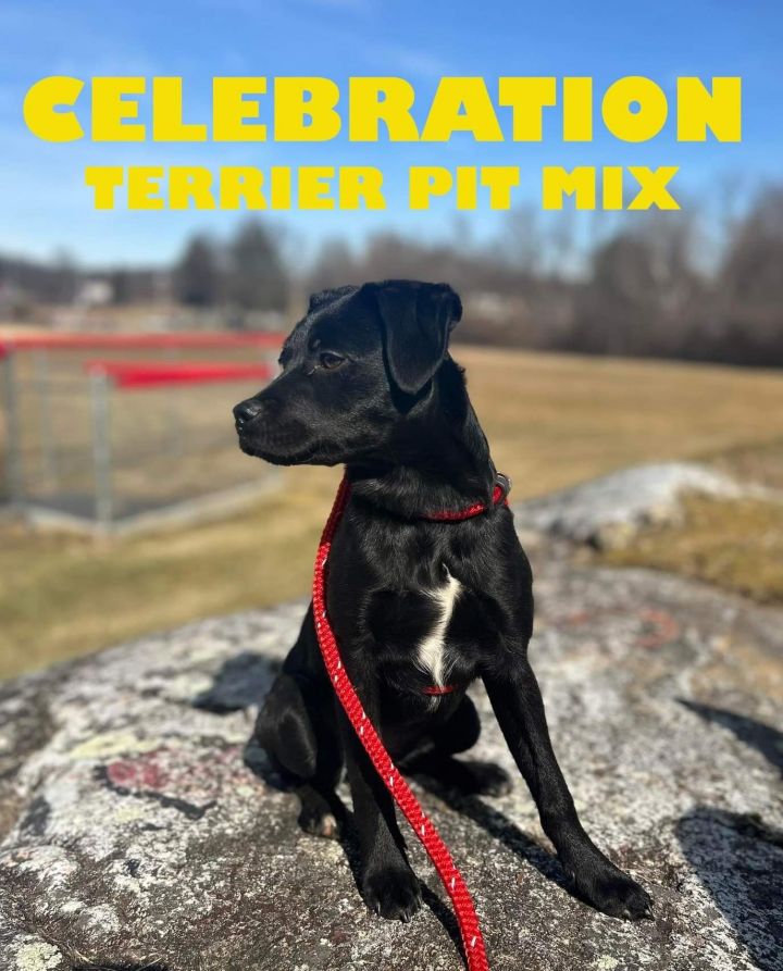 CELEBRATION, an adoptable Terrier & Pit Bull Terrier Mix in Pomfret Center, CT_image-1