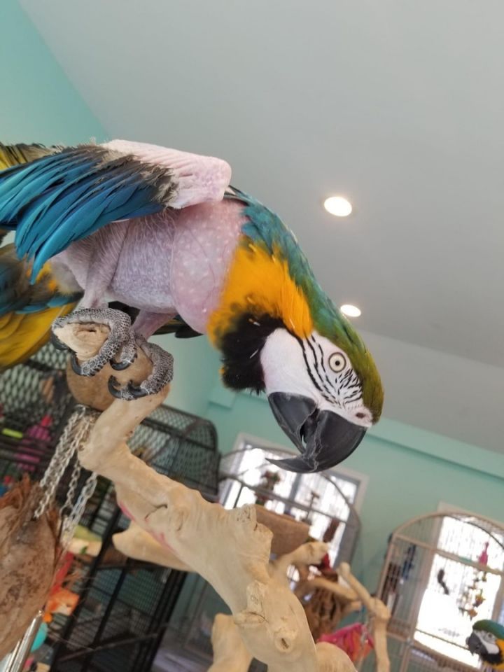 Amiga, an adoptable Macaw in Blairstown, NJ_image-1