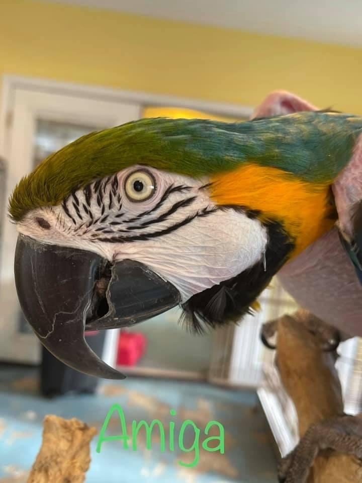 Amiga, an adoptable Macaw in Blairstown, NJ_image-2