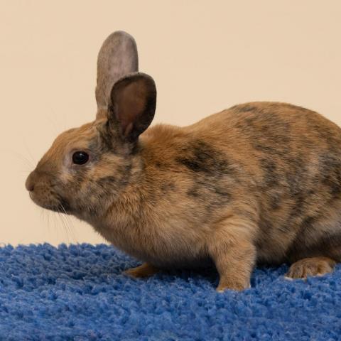 King Triton, an adoptable Bunny Rabbit in Richmond, CA_image-2