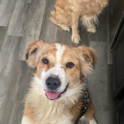 Cavalier 3