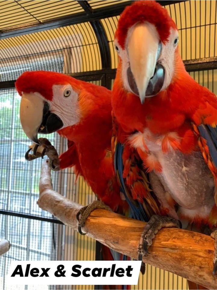 Alex & Scarlet, an adoptable Macaw in Blairstown, NJ_image-1