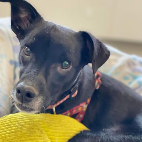 Maisy, an adoptable Mixed Breed in Newton, IA, 50208 | Photo Image 1