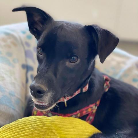 Maisy, an adoptable Mixed Breed in Newton, IA, 50208 | Photo Image 3