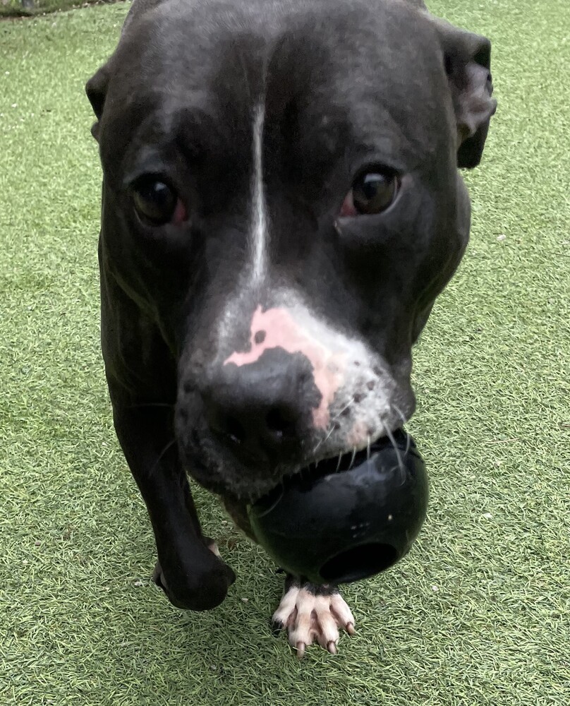 Eros, an adoptable Pit Bull Terrier, Great Dane in Raleigh, NC, 27627 | Photo Image 1