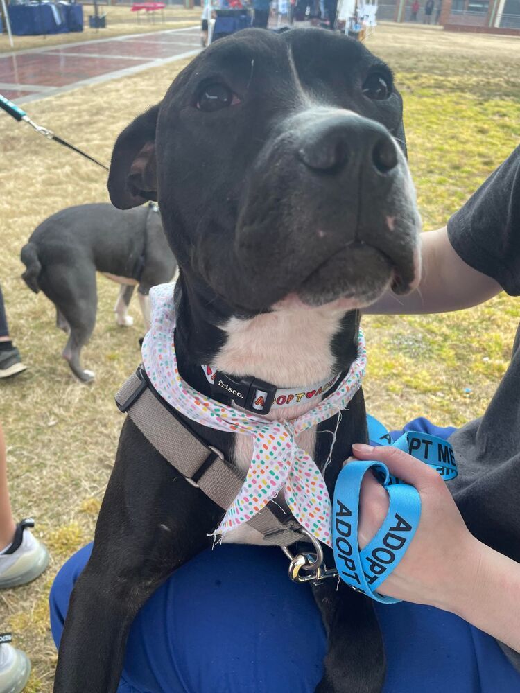 Eros, an adoptable Pit Bull Terrier, Great Dane in Raleigh, NC, 27627 | Photo Image 2