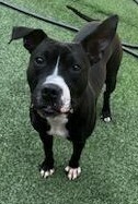 Eros, an adoptable Pit Bull Terrier, Great Dane in Raleigh, NC, 27627 | Photo Image 3