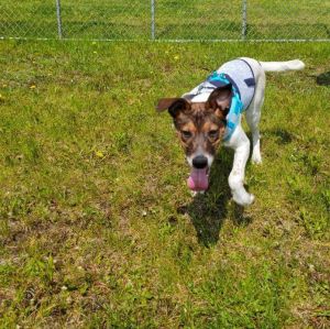 Dogs for Adoption Near Queensbury, NY | Petfinder