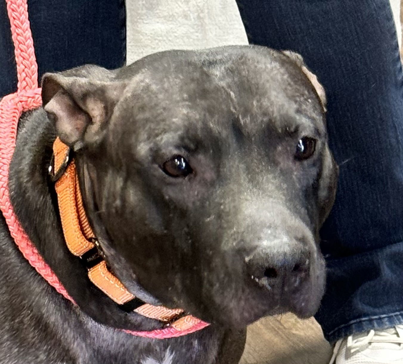 Indie, an adoptable Labrador Retriever in Munford, TN, 38058 | Photo Image 1