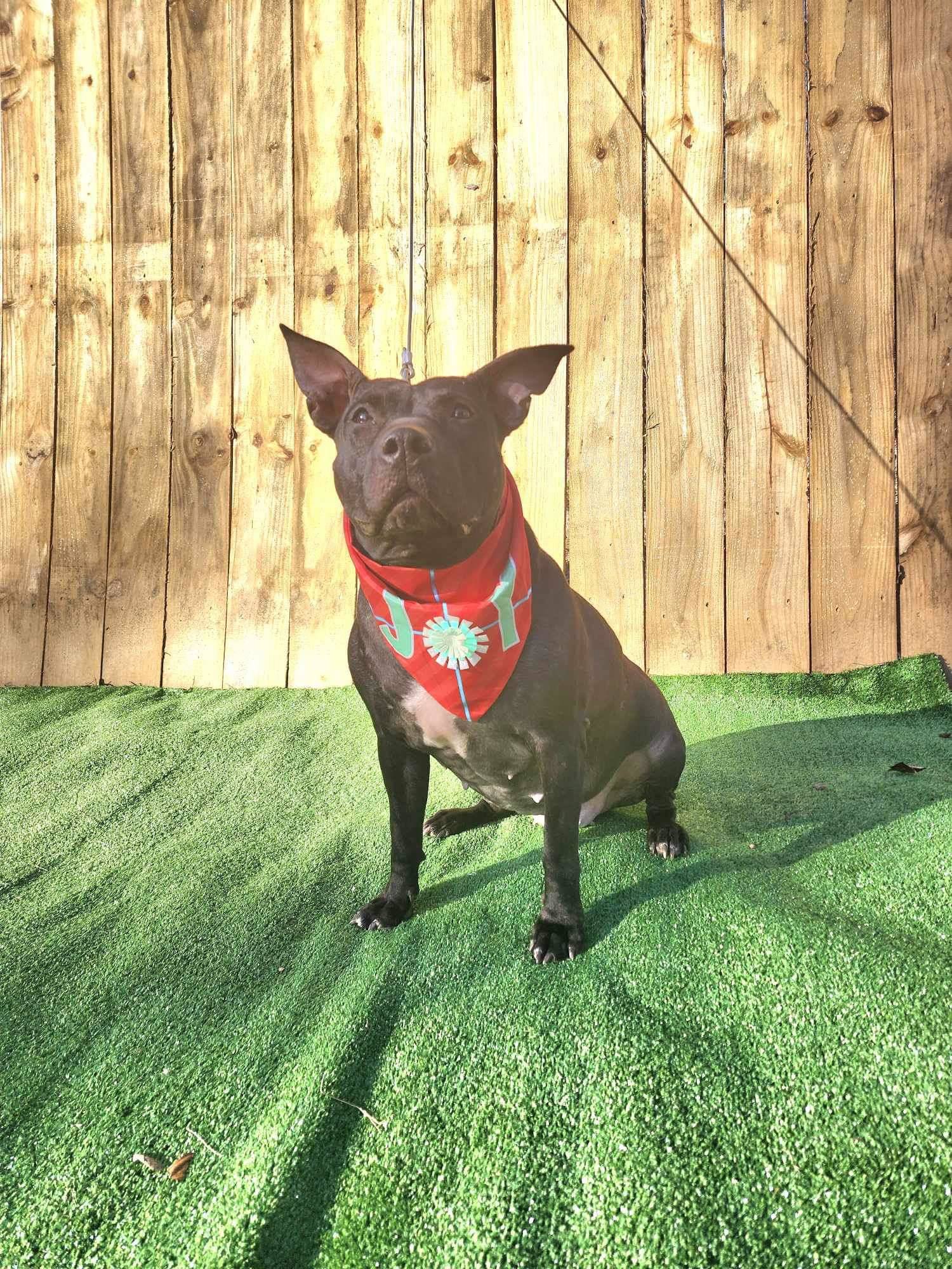 Indie, an adoptable Labrador Retriever in Munford, TN, 38058 | Photo Image 2