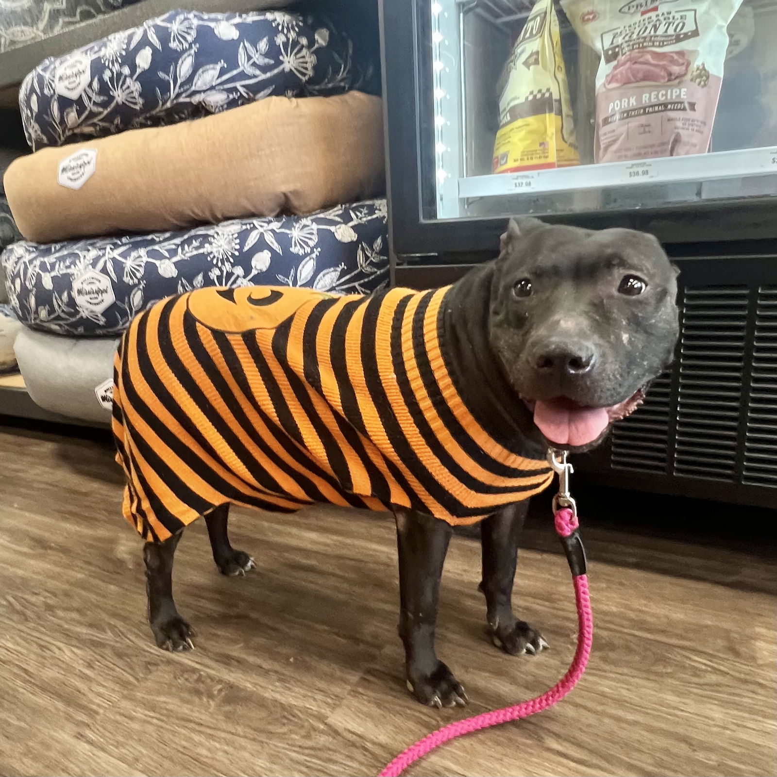 Indie, an adoptable Labrador Retriever in Munford, TN, 38058 | Photo Image 2