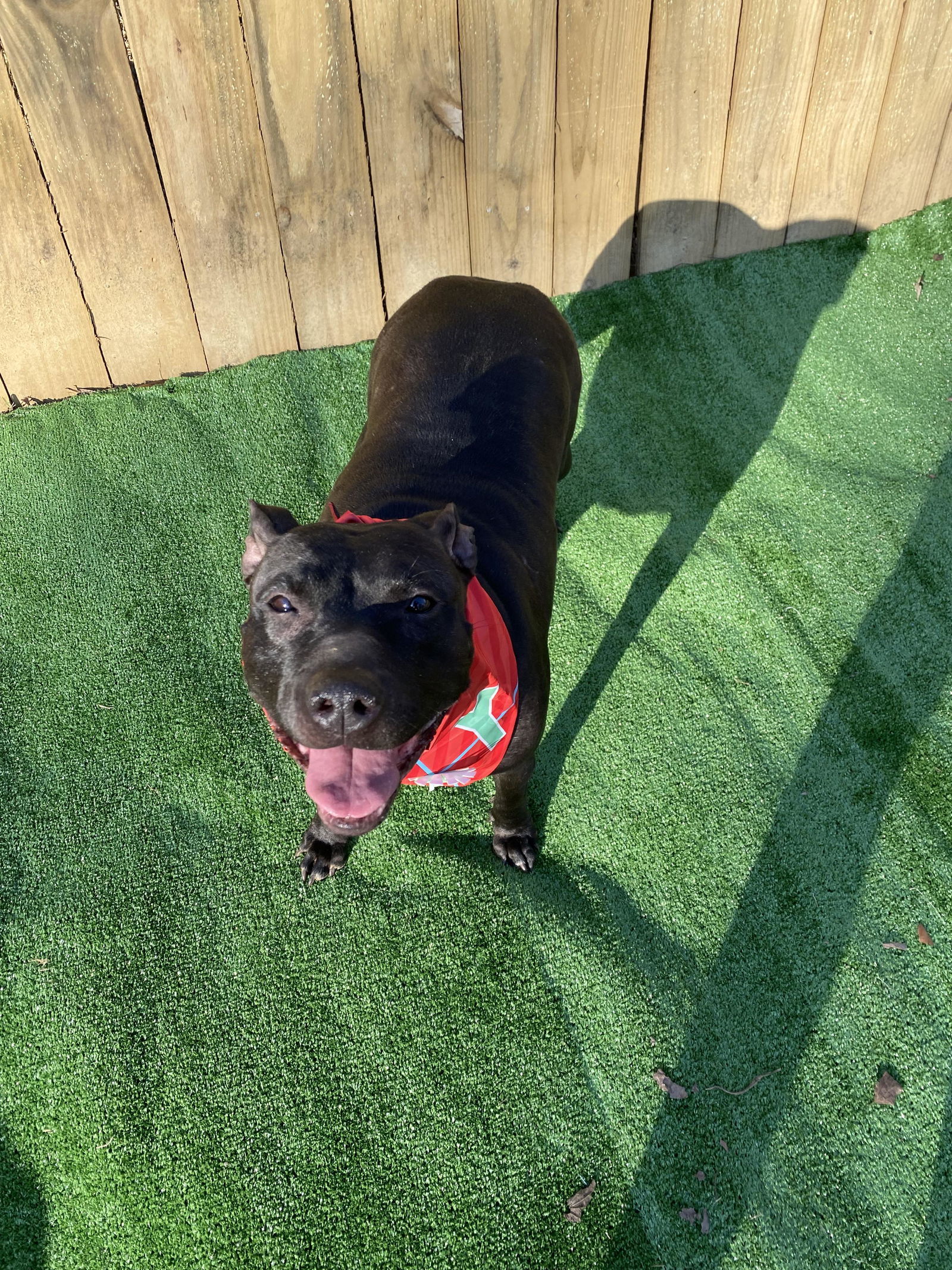 Indie, an adoptable Labrador Retriever in Munford, TN, 38058 | Photo Image 3