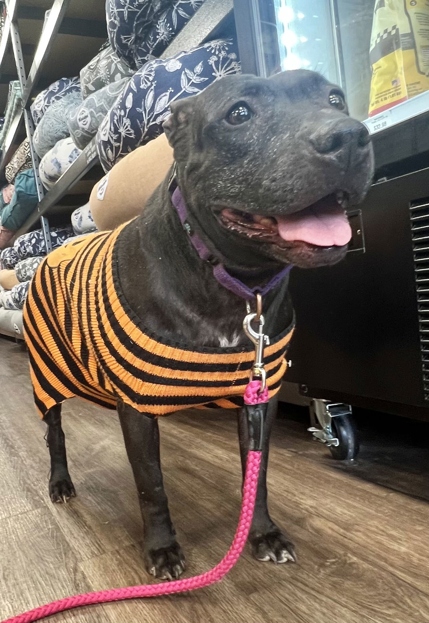 Indie, an adoptable Labrador Retriever in Munford, TN, 38058 | Photo Image 3