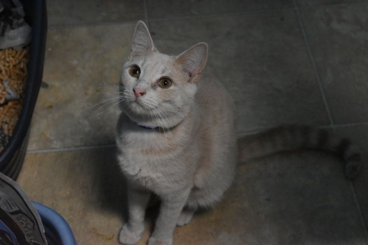 Butterfinger, an adoptable Domestic Short Hair in Milledgeville, GA_image-2