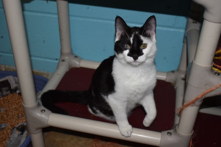 Moo Moo, an adoptable Domestic Short Hair in Milledgeville, GA_image-4
