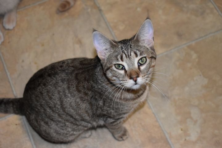 Lucy, an adoptable Domestic Short Hair in Milledgeville, GA_image-5