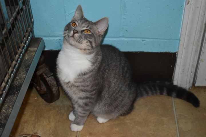 Olivia, an adoptable Domestic Short Hair in Milledgeville, GA_image-4