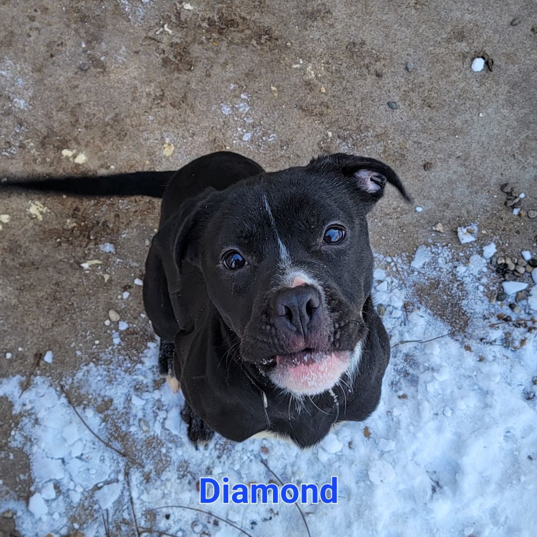 Diamond, an adoptable Boxer in Wever, IA, 52658 | Photo Image 2