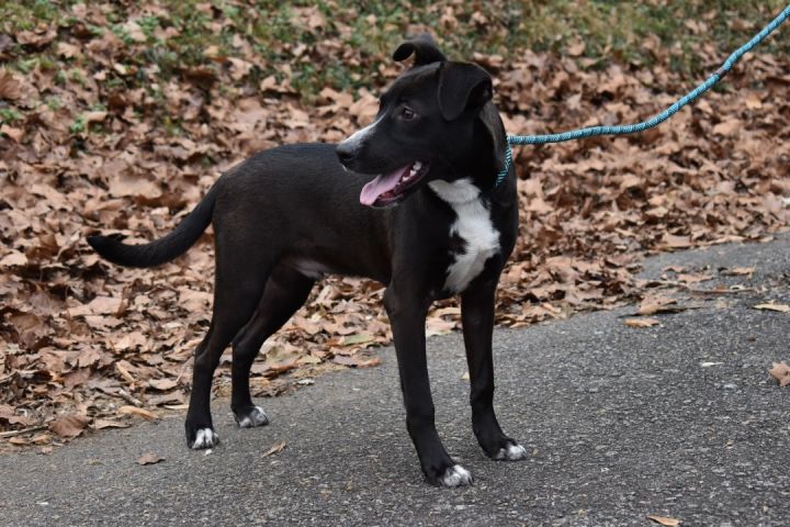 Cooper, an adopted Black Labrador Retriever Mix in Milledgeville, GA_image-2