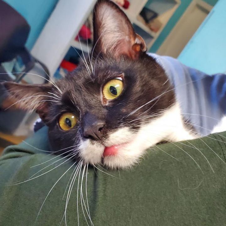 Milo 1