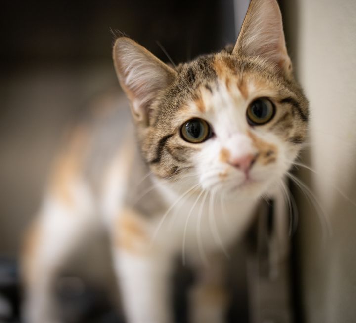 Summer, an adoptable Domestic Short Hair & Calico Mix in Milledgeville, GA_image-1