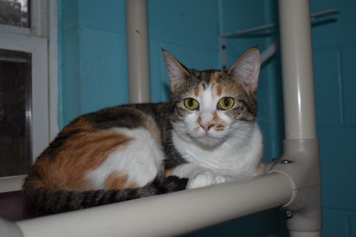 Summer, an adoptable Domestic Short Hair & Calico Mix in Milledgeville, GA_image-4