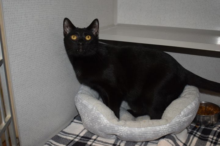Kat, an adoptable Domestic Short Hair Mix in Milledgeville, GA_image-5
